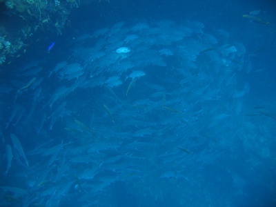 mamsa point apo island