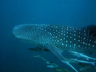 during our dive in puntod island, panglao bohol phil. 