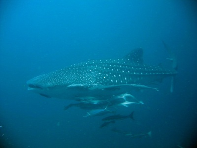 puntod dive