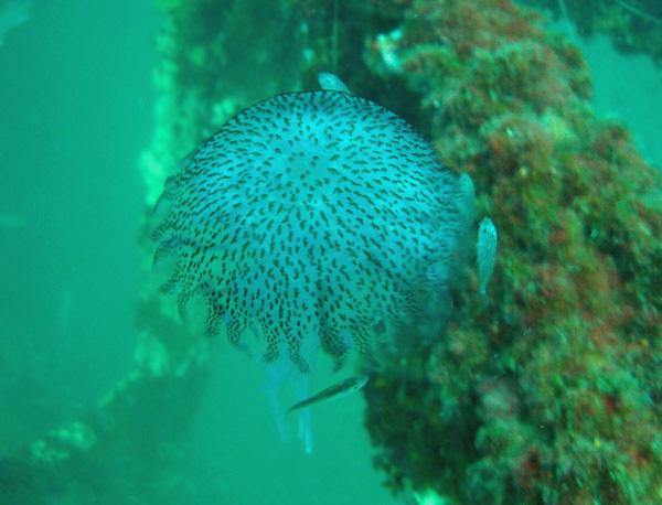 jelly fish