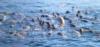 Sea Lions off California coast