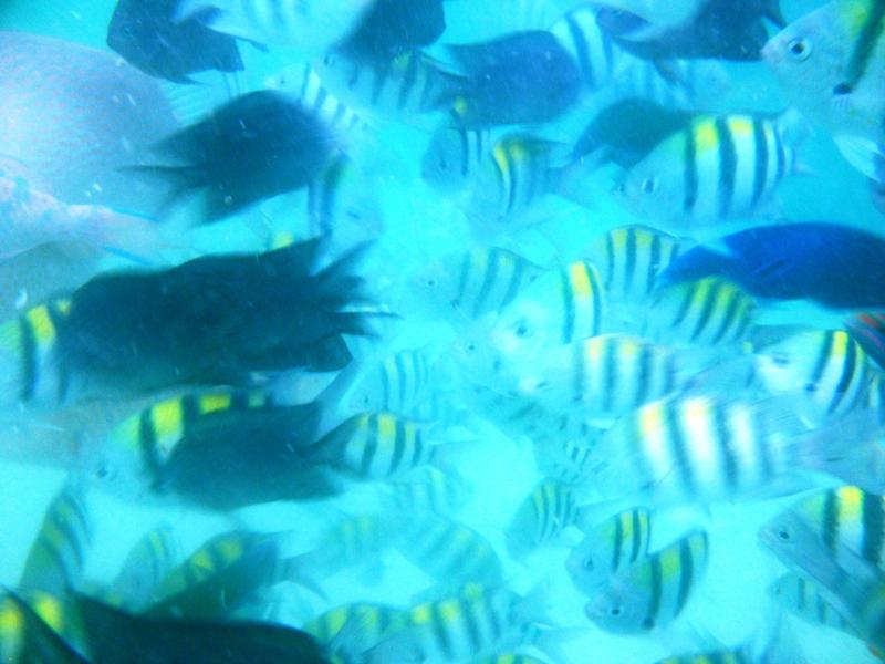 fish feeding frenzy, snake island, honda bay, palawan, philippines