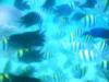 fish feeding frenzy, snake island, honda bay, palawan, philippines