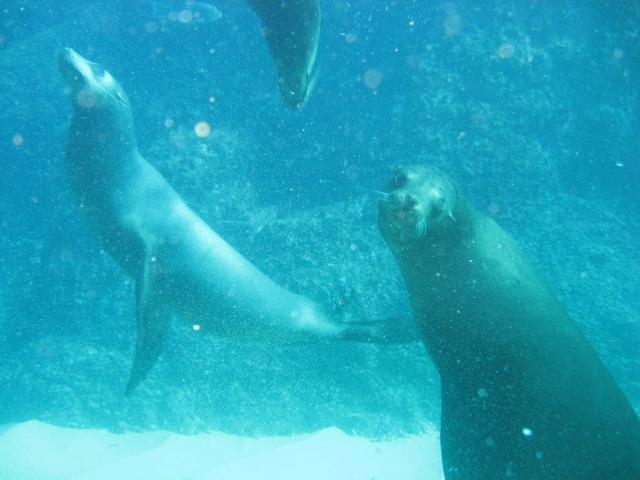 Sealions, Cabo san Lucas