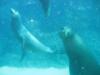 Sealions, Cabo san Lucas