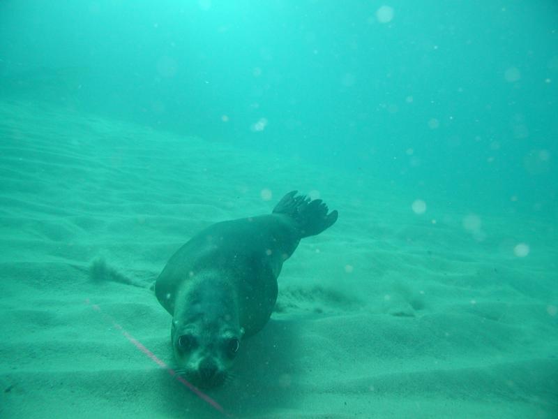 Sealions, Cabo San Lucas