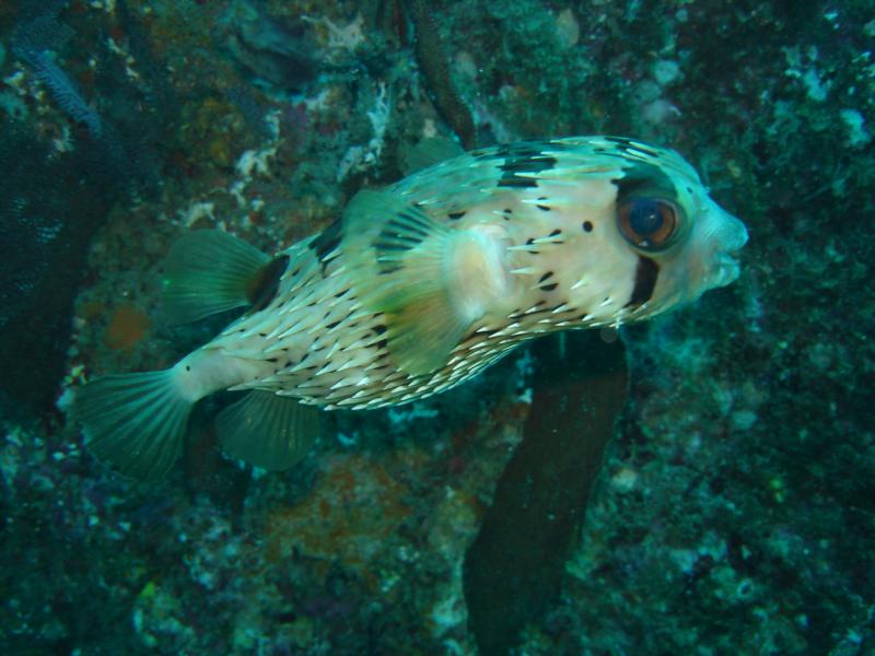 Cabo San Lucas