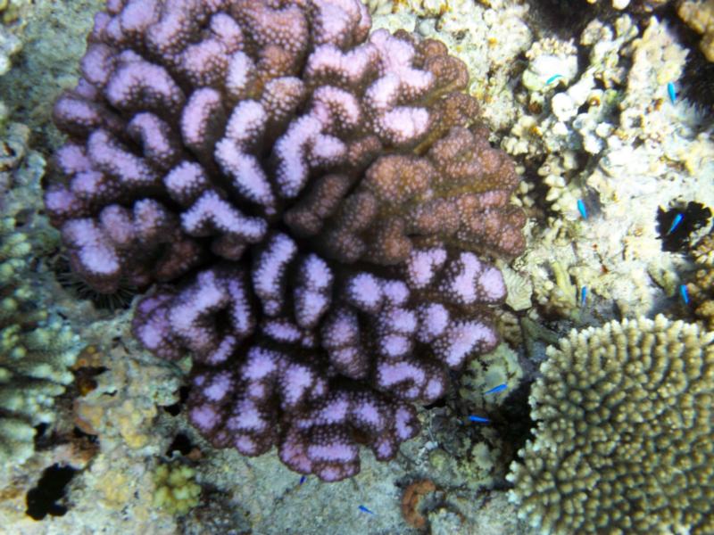 Purple coral