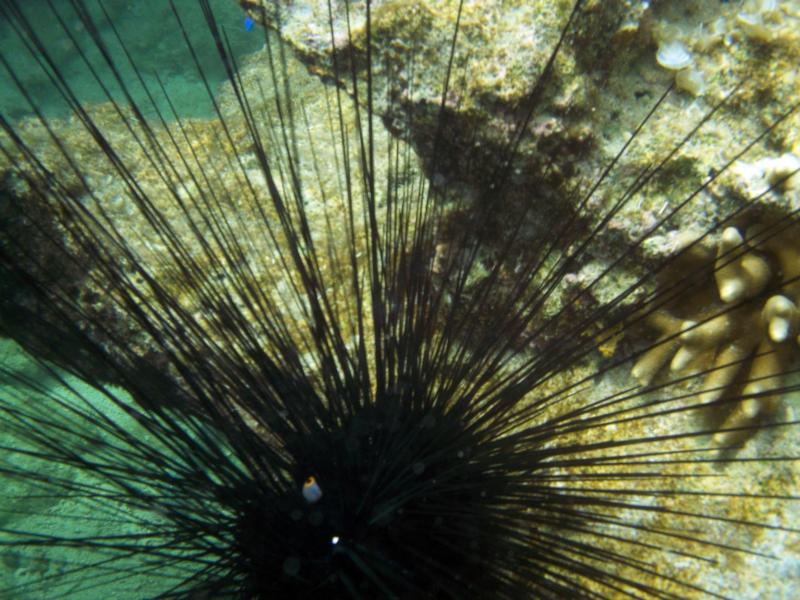 Gnarly Urchin at Southern Links