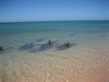 Dolphins on the Beach at Perron Peninsular