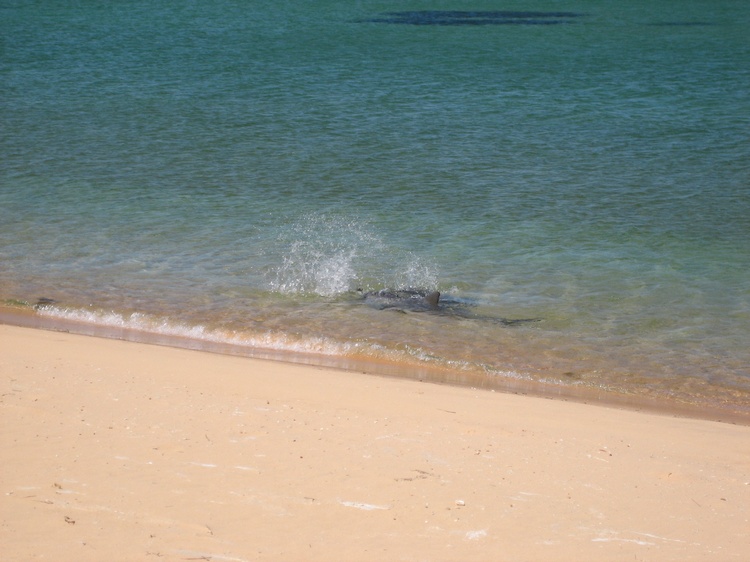 Dolphins and pups on the Beach 