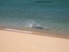 Dolphins and pups on the Beach 