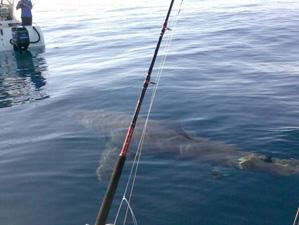 White Pointer 10 miles off Ocean Reef