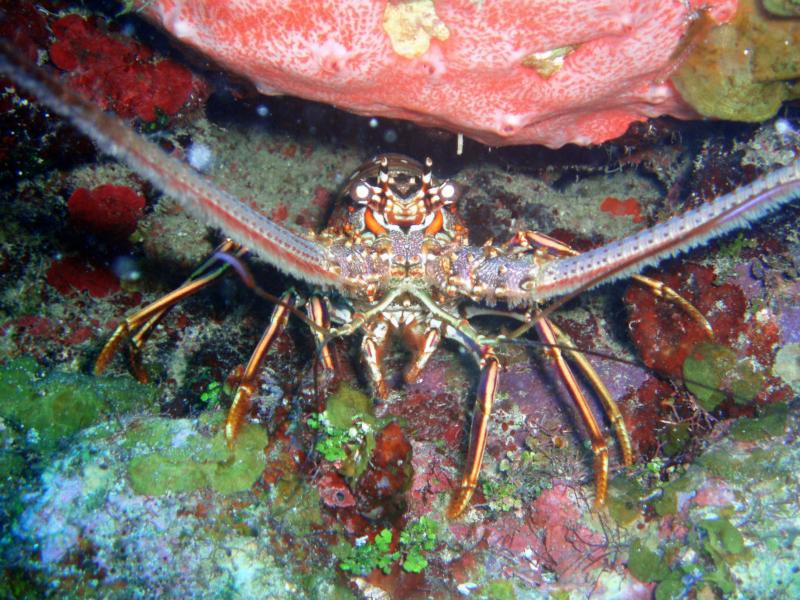 Roatan - Spiny lobster