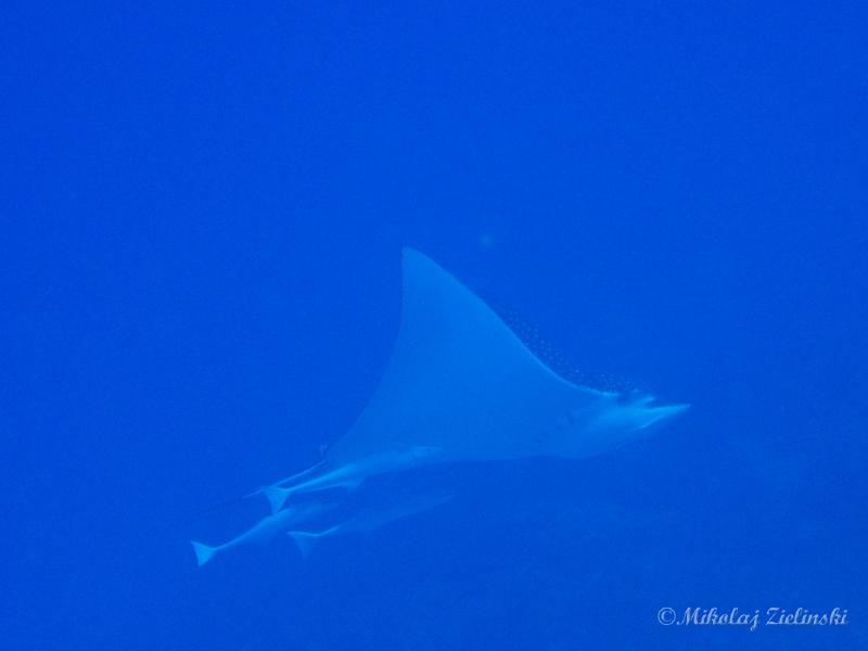 Cozumel - I spoted a spotted (eagle ray)