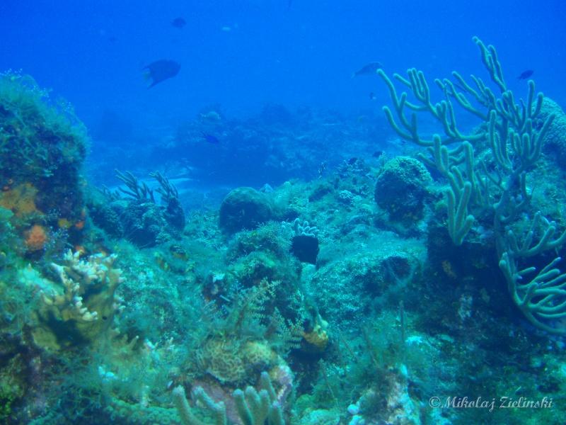 Cozumel - fish tank backdrop