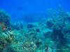 Cozumel - fish tank backdrop