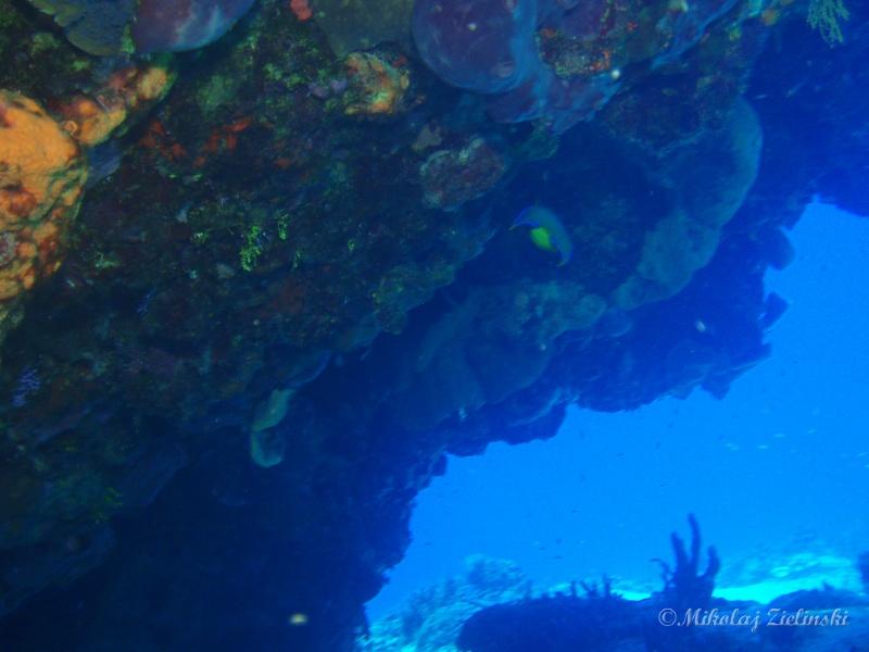 Unforgetable reef formations of Cozumel