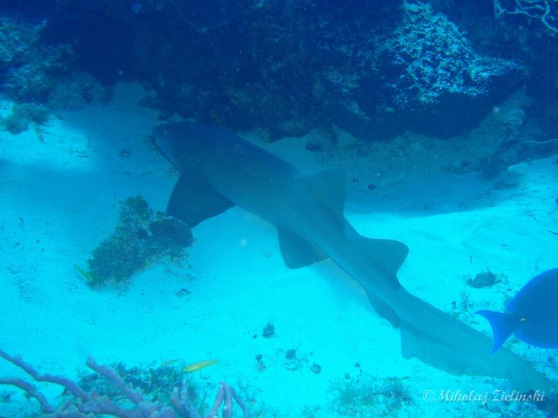 Cozumel - Nurse shark