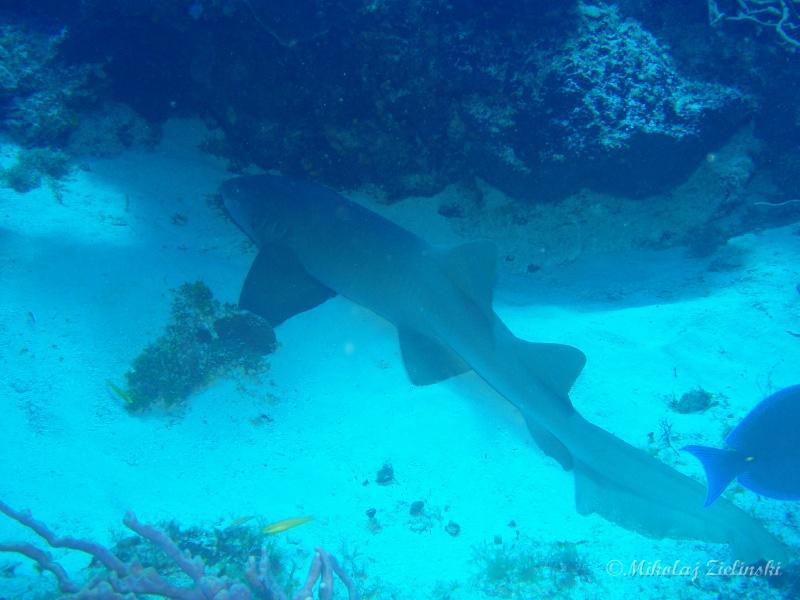 Cozumel - Nurse shark