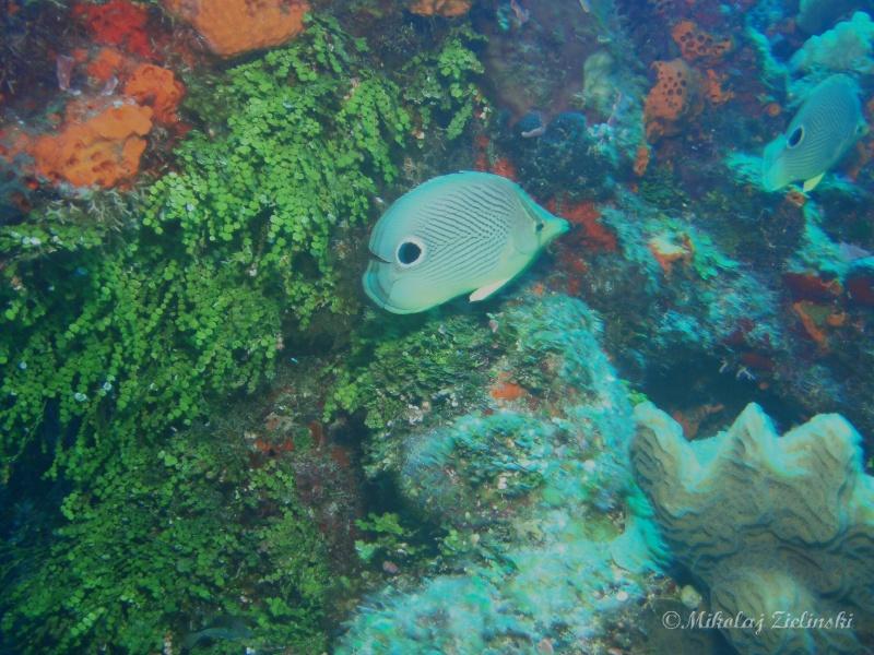 Cozumel