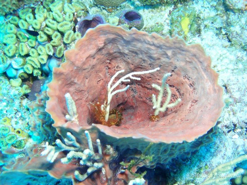 Cozumel 2013