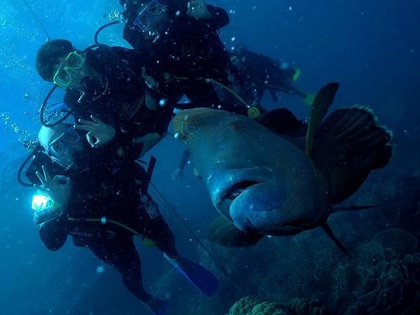 Maori Wrasse Great Barrier Reef 2009