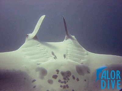 Manta - Alor / Indonesia, Divesite: Cathedrale