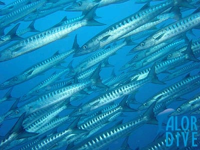 Barracudas - Alor / Indonesia, Divesite: Sharks Galore