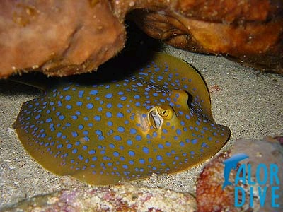 Bluespotted stingray - Alor / Indonesia, Divesite: School`s out 
