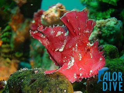 Leaf fish - Alor / Indonesia, Divesite: Babylon