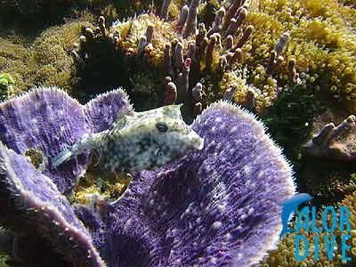Boxfish - Alor / Indonesia, Divesite: Boardroom