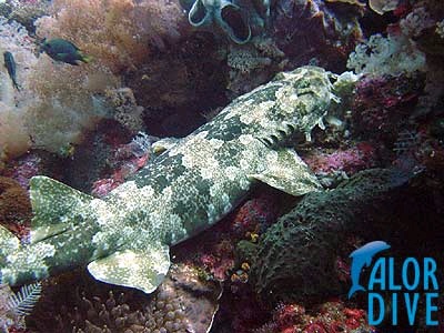 Wobbegong - Alor / Indonesia, Divesite: Sharks Galore