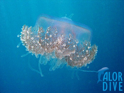 Jellyfish - Alor / Indonesia, Divesite: Slab City