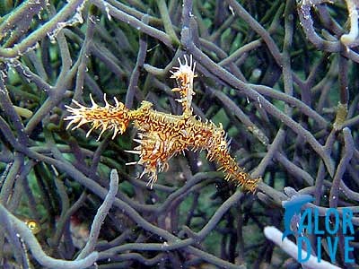 Harlequin Ghost Pipe Fish - Alor / Indonesia, Divesite: Japanese Wreck 