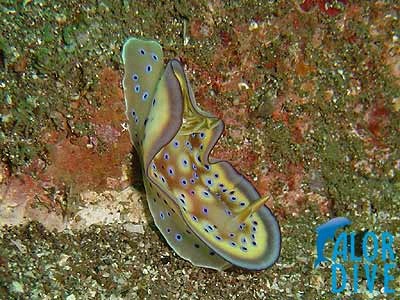 Nudibranche - Alor / Indonesia, Divesite: Bus Station