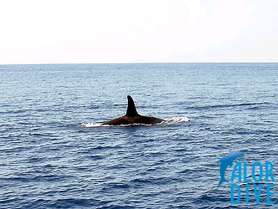 Orca - Alor / Indonesia, Divesite: Babi Wall