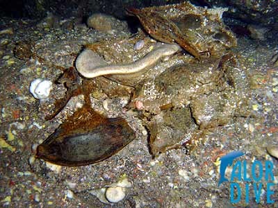 Clutch of eggs of a (Nurse) Shark  - Alor / Indonesia, Divesite: Shark Channel