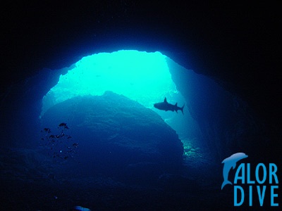 Whitetip Shark - Alor / Indonesia, Divesite: Aldi Cave