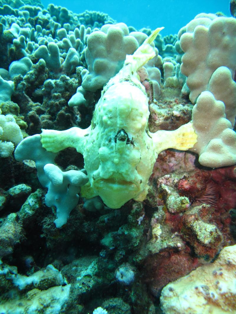 Frog fish