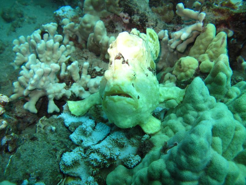 frog fish