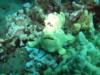 frog fish