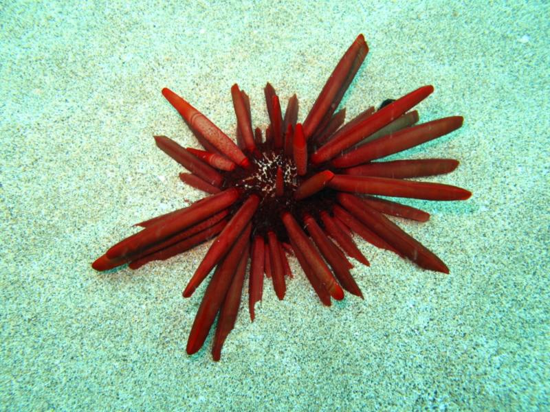 sea urchin