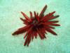 sea urchin