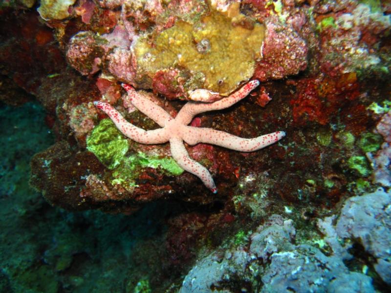 sea star