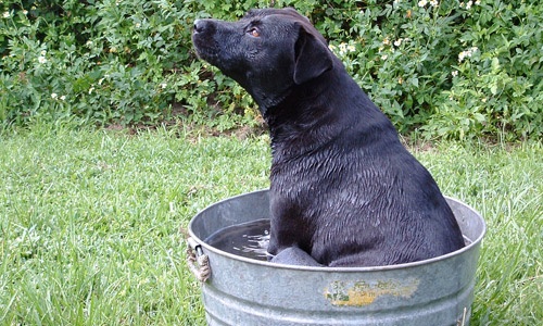 Doggie bath