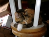 Cat on bar stool