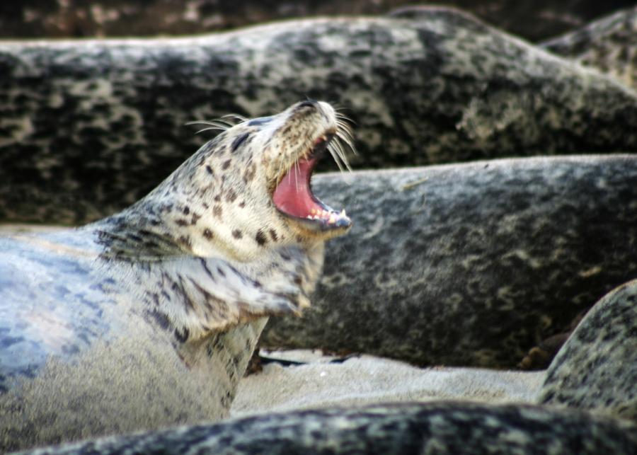 Harbor Seal La Jolla Cove