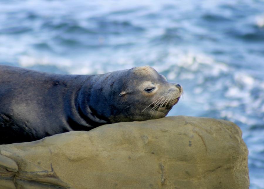Sea Lion La Jolla Cove
