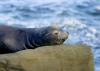 Sea Lion La Jolla Cove - Photoqwest